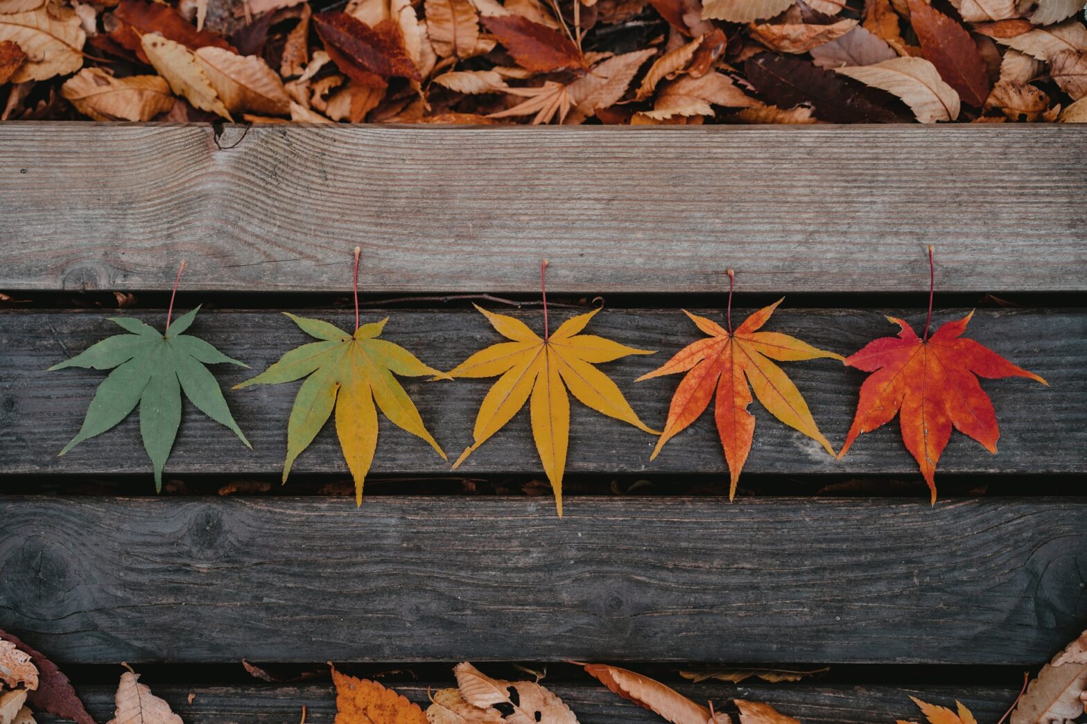 Catholics and the Changing Seasons: How It Affects Your Faith